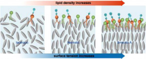Local high-density distributions of phospholipids induced by the nucleation and growth of smectic liquid crystals at the interface
